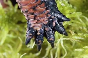 Guttata: Spotted Turtle foot