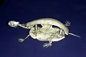 Guttata: Spotted Turtle Skeleton