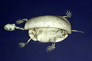 Guttata: Spotted Turtle Skeleton