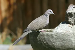 Chinensis: Spotted Turtledove
