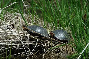 Clemmys: Spotted Turtles (Clemmys guttata)