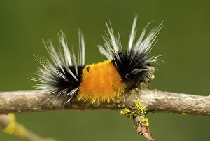 Maculata: Spotted tussock moth caterpillar, Lophocampa