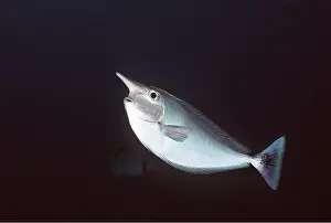Unicorn: SPOTTED UNICORN FISH
