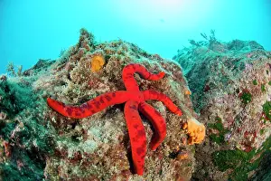 Variant: Spotted variant Purple starfish (Ophidiaster ophidianus)
