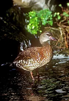 Dendrocygna: Spotted Whistling Duck