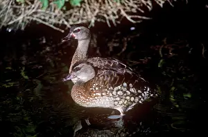 Dendrocygna: Spotted Whistling Duck - pair