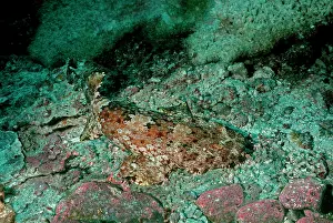 Maculatus: Spotted Wobbygong - This beautiful shark once hunted