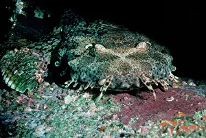 Maculatus: Spotted Wobbygong - Also called a Carpet shark