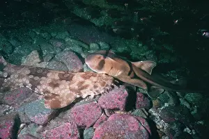 Maculatus: Spotted Wobygong together - with a Port Jackson