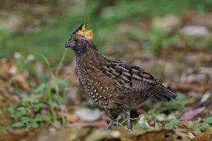 Quails: Spotted wood quai l Odontophorus guttatus A small groun