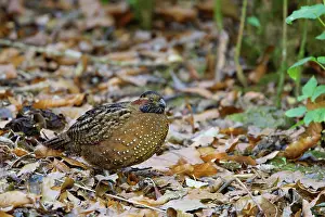 Quails: Spotted Wood Quail Odontophorus guttatus San Gerardo de Dota
