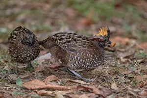 Quails: Spotted wood quail Odontophorus guttatus A small ground