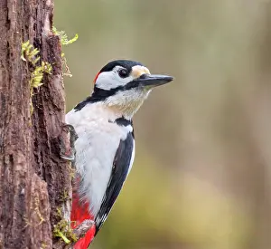 Major: Spotted woodpecker (Dendrocopos major), on a tree