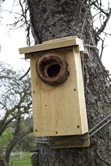 Cotswolds: Spotted woodpecker nest box strapped to tree Cotswolds