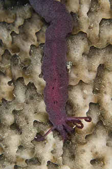 Porifera: Spotted Worm Sea Cucumber - on side of sponge
