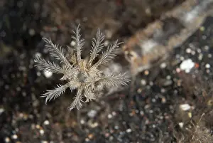 Maculata: Spotted Worm Sea Cucumber Tentacles