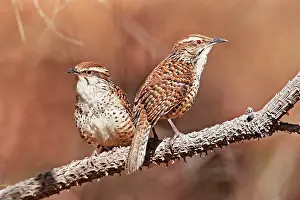 Campylorhynchus: Spotted Wren