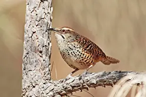 Campylorhynchus: Spotted Wren