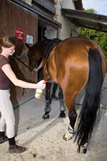Backs: Spraying anti horseflies and mosquitoes on a Horse