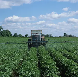 Sprayer: Spraying a crop of Potatoes (Solanum tuberosum)