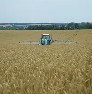 Sprayer: Spraying ripe wheat crop