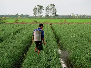 Economy: Spraying, weeding, flower bed, Mekong Delta, Vietnam
