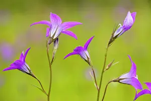 Campanula: Spreading Bellflower - rare plant in UK