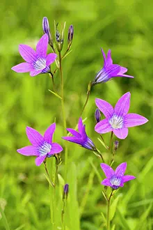 Campanula: Spreading Bellflower - rare plant in UK