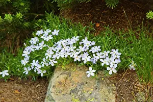 Phlox: Spreading Phlox - Polemoniaceae family