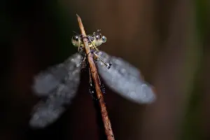 Utrechtse: Spreadwing