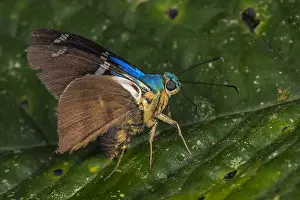 Skipper: Spreadwing Skipper (Astraptes fulgerator) butterfly