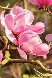 Magnolia: Sprenger Magnolia (Magnolia sprengeri var. diva)