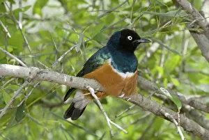 Spreo: Spreo Glossy Starling