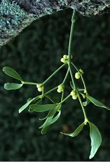 David C Dixon: Sprig of MISTLETOE - a parasitic plant