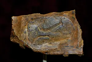 Paleozoology: Spriggina floundersi