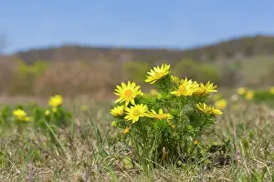 Buttercup: Spring Adonis