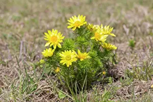 Buttercup: Spring Adonis