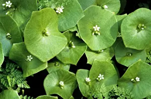 Beauties: Spring Beauty