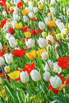 Whites: Spring bulb bed, Tulips