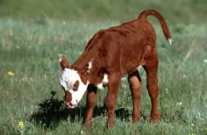 Taurus: Spring Calf