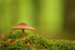 Cavalier: Spring cavalier (Melanoleuca cognata) in a wood