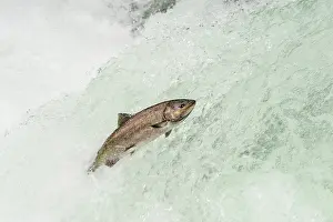 Anadromous: Spring Chinook Salmon or King Salmon (Oncorhynchus