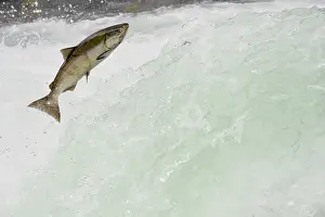 Anadromous: Spring Chinook Salmon or King Salmon (Oncorhynchus