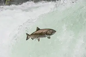 Anadromous: Spring Chinook Salmon or King Salmon (Oncorhynchus