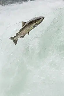 Anadromous: Spring Chinook Salmon or King Salmon (Oncorhynchus