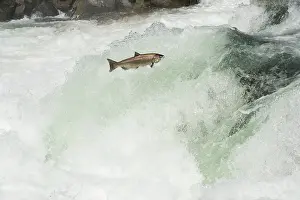 Anadromous: Spring Chinook Salmon or King Salmon (Oncorhynchus