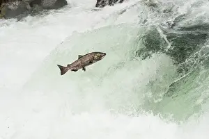 Anadromous: Spring Chinook Salmon or King Salmon (Oncorhynchus
