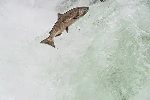 Migrate: Spring Chinook Salmon or King Salmon (Oncorhynchus