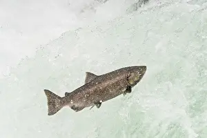 Migrate: Spring Chinook Salmon or King Salmon (Oncorhynchus