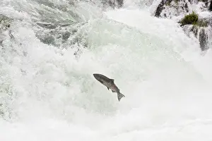 Migrate: Spring Chinook Salmon or King Salmon (Oncorhynchus